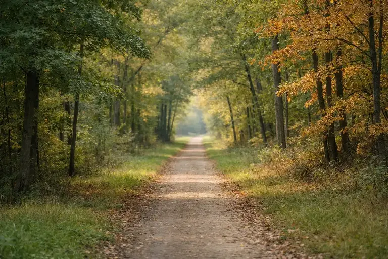 A quiet path through trees suggesting time, seasons, and long-term continuity